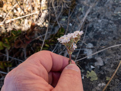 Veronica lavaudiana