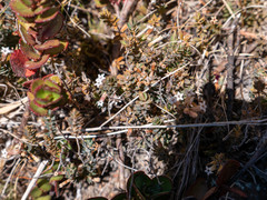 Styphelia nesophila, photograph Nathan Odgers, CC BY, iNaturalist via GBIF