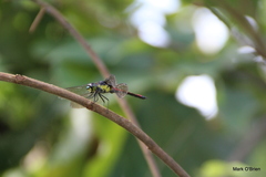 Protorthemis woodfordi
