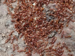 Ooceraea australis