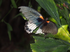 Papilio memnon agenor