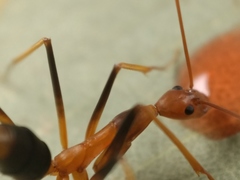 Leptomyrmex rothneyi