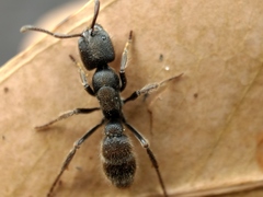 Pseudoneoponera