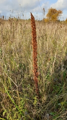 Orobanche elatior