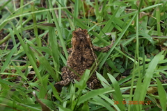 Ingerophrynus biporcatus