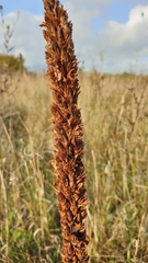 Orobanche elatior
