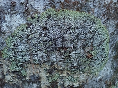 Menegazzia eperforata