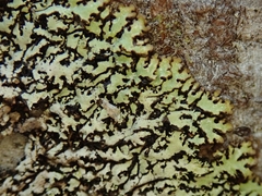 Menegazzia eperforata