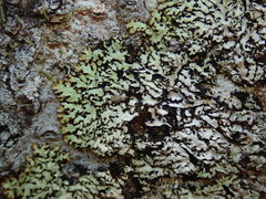 Menegazzia eperforata