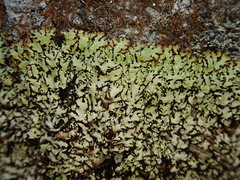 Menegazzia eperforata