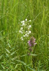Habenaria linearifolia