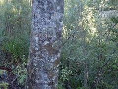 Menegazzia eperforata