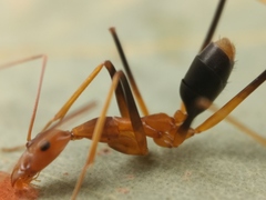 Leptomyrmex rothneyi