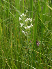 Habenaria linearifolia