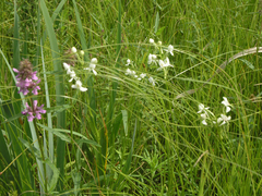 Habenaria linearifolia