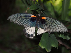 Papilio memnon agenor