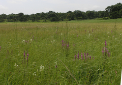 Habenaria linearifolia