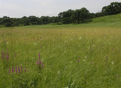 Habenaria linearifolia