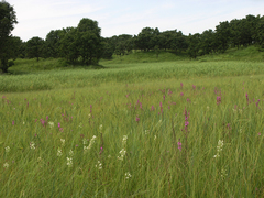 Habenaria linearifolia