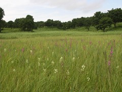 Habenaria linearifolia