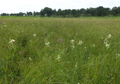 Habenaria linearifolia