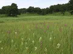 Habenaria linearifolia