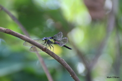 Protorthemis woodfordi