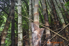 Dendrocalamus asper