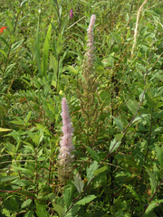 Astilbe chinensis