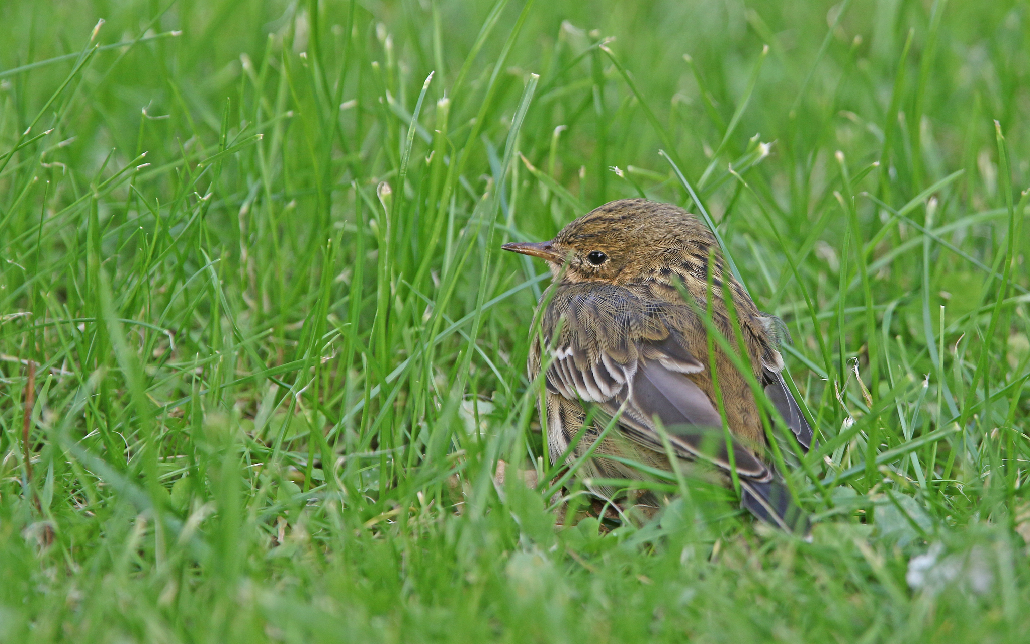 Meadow Pipit