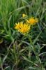Meadow Fleabane - Photo (c) Nuuuuuuuuuuul, some rights reserved (CC BY)