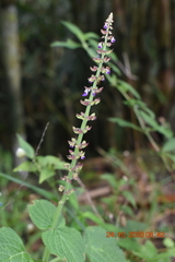 Coleus monostachyus