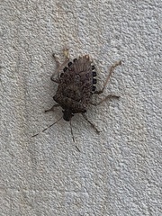 Halyomorpha halys