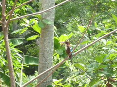 Halcyon smyrnensis