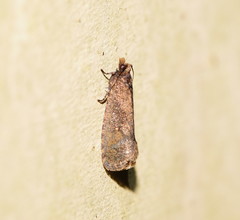 Cryptaspasma sordida