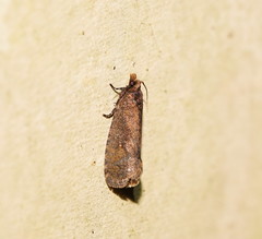 Cryptaspasma sordida