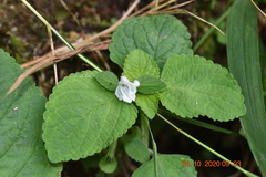 Leucas decemdentata