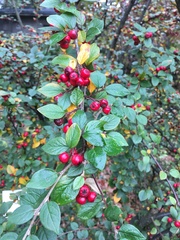Cotoneaster wardii