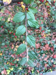 Cotoneaster wardii