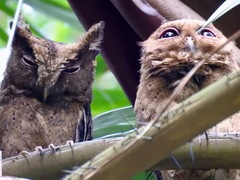 Otus lempiji