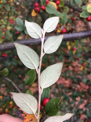 Cotoneaster wardii