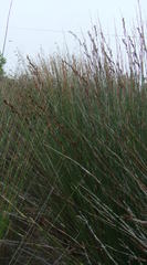 Thamnochortus insignis