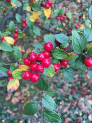 Cotoneaster wardii