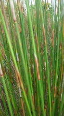 Thamnochortus insignis