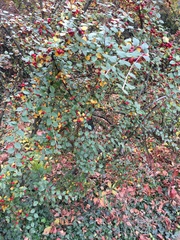 Cotoneaster wardii