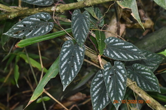 Cissus discolor