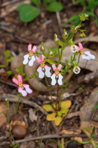Stylidium androsaceum (Stylidium androsaceum)