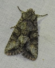 Dryobotodes monochroma