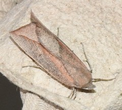 Compsoptera opacaria