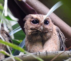 Otus lempiji